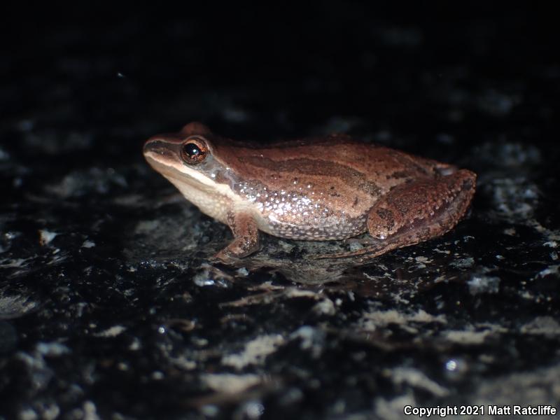 New Jersey Chorus Frog (Pseudacris kalmi)