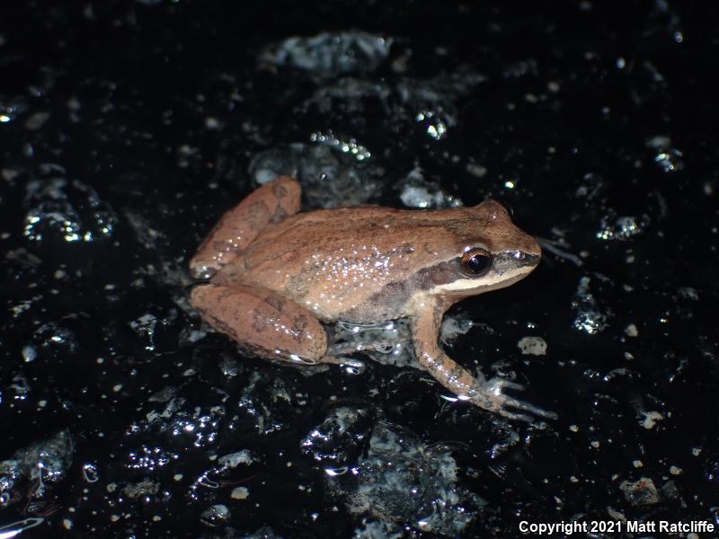 New Jersey Chorus Frog (Pseudacris kalmi)