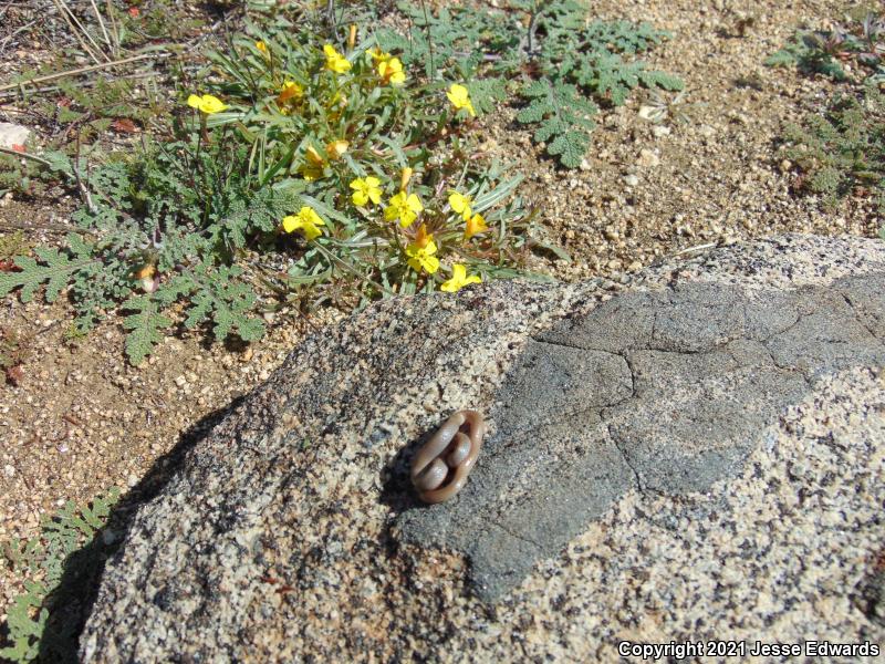 Western Black-headed Snake (Tantilla planiceps)