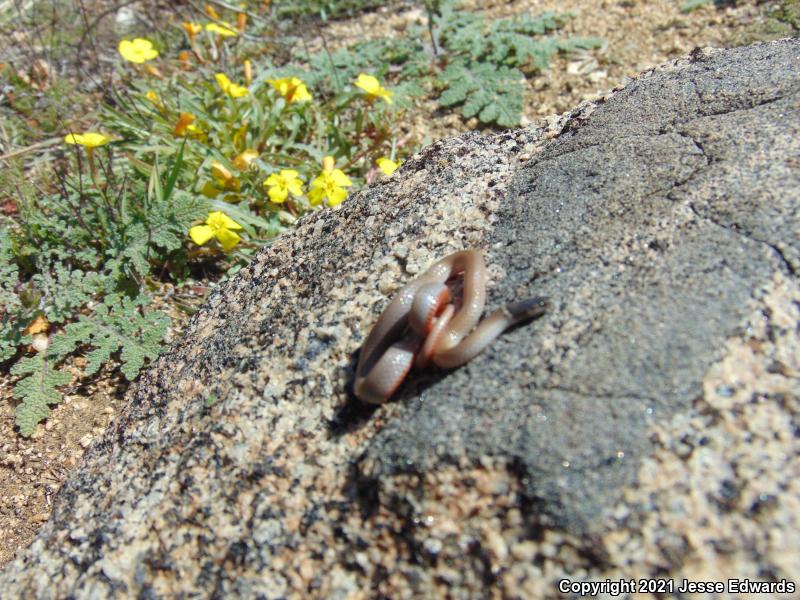 Western Black-headed Snake (Tantilla planiceps)