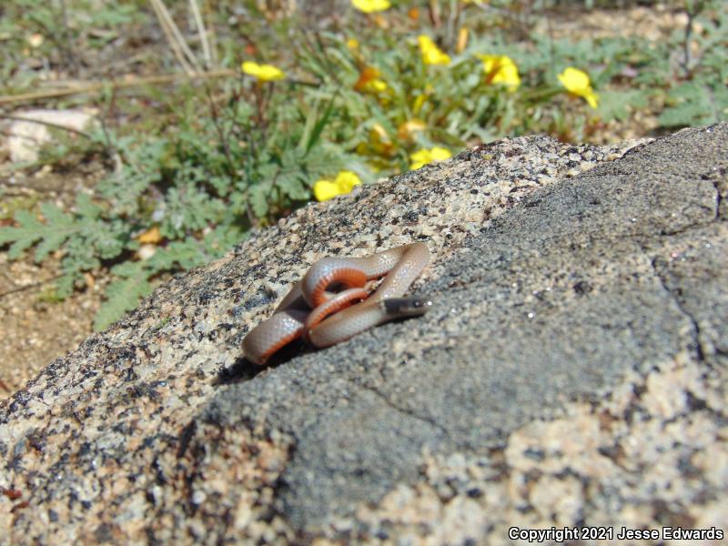 Western Black-headed Snake (Tantilla planiceps)