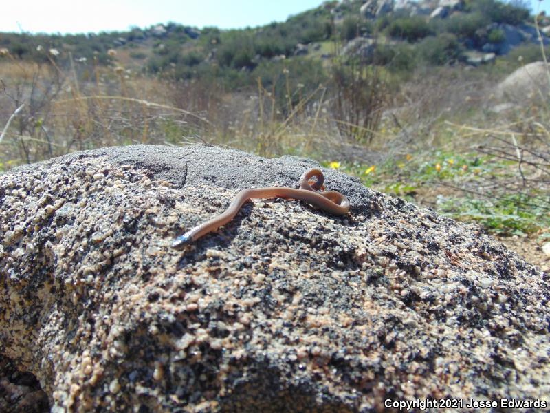 Western Black-headed Snake (Tantilla planiceps)