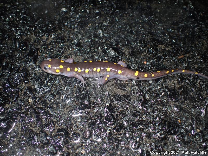 Spotted Salamander (Ambystoma maculatum)