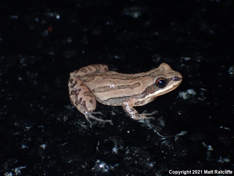 New Jersey Chorus Frog (Pseudacris kalmi)