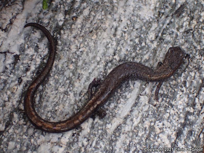 San Gabriel Mountains Slender Salamander (Batrachoseps gabrieli)