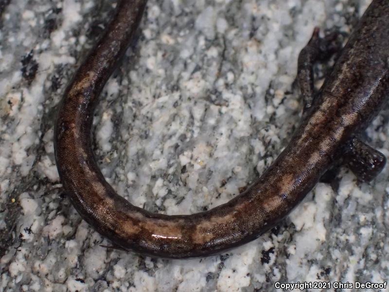 San Gabriel Mountains Slender Salamander (Batrachoseps gabrieli)