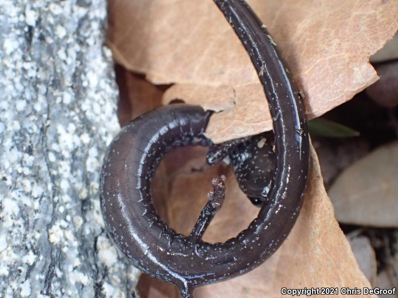 San Gabriel Mountains Slender Salamander (Batrachoseps gabrieli)