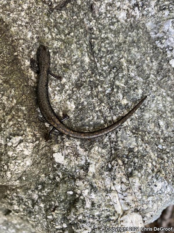 San Gabriel Mountains Slender Salamander (Batrachoseps gabrieli)