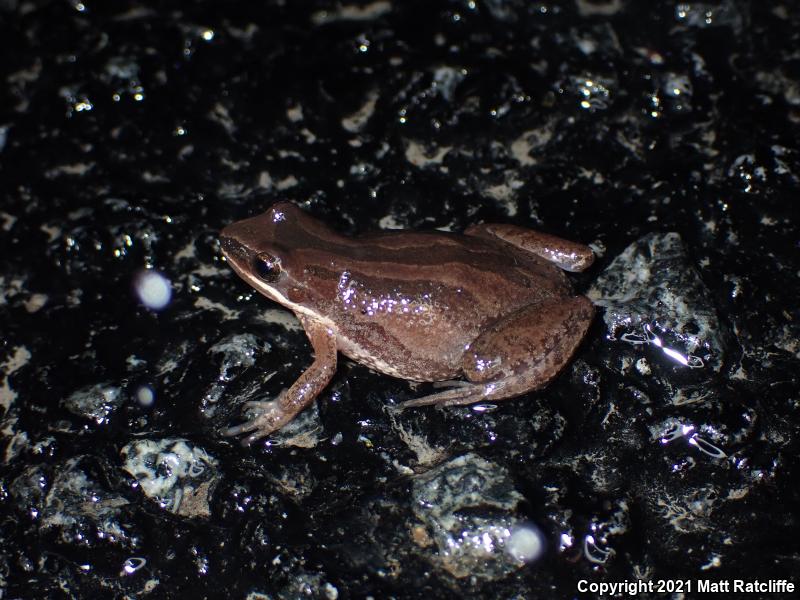 New Jersey Chorus Frog (Pseudacris kalmi)