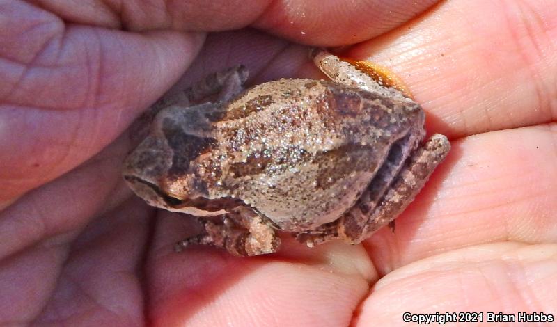 Baja California Treefrog (Pseudacris hypochondriaca)