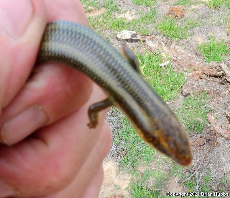 Western Redtail Skink (Plestiodon gilberti rubricaudatus)