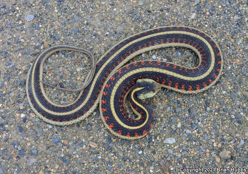 Valley Gartersnake (Thamnophis sirtalis fitchi)