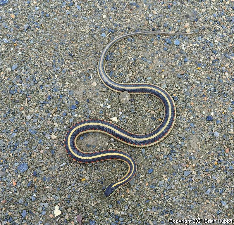 Valley Gartersnake (Thamnophis sirtalis fitchi)