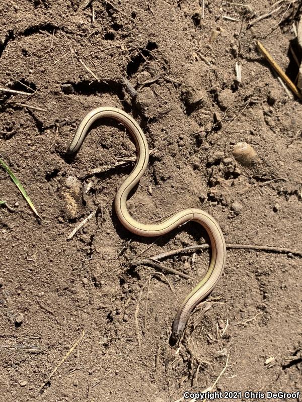 California Legless Lizard (Anniella pulchra)