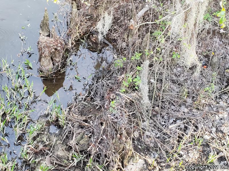 Eastern Cottonmouth (Agkistrodon piscivorus piscivorus)