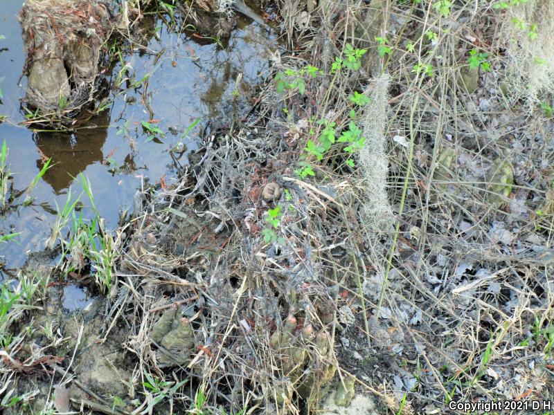 Eastern Cottonmouth (Agkistrodon piscivorus piscivorus)