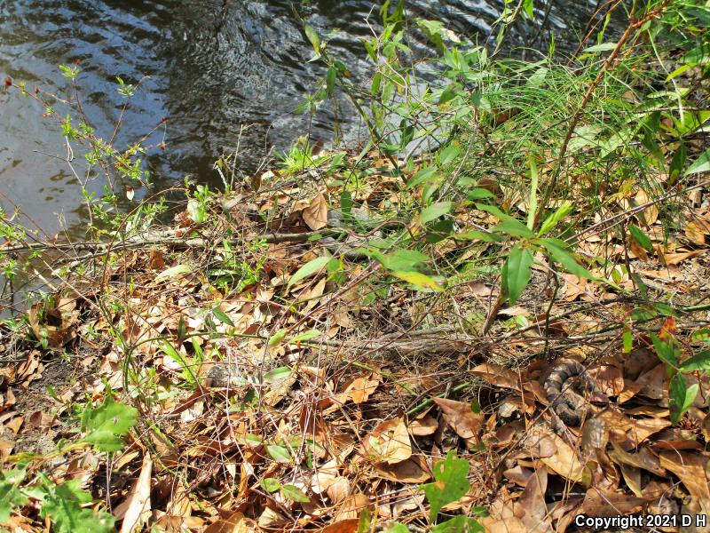 Eastern Cottonmouth (Agkistrodon piscivorus piscivorus)