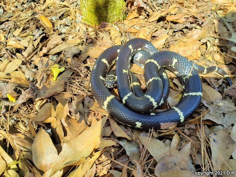 Eastern Kingsnake (Lampropeltis getula getula)