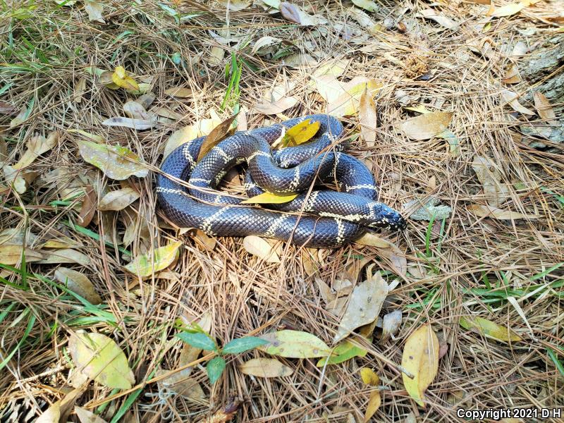 Eastern Kingsnake (Lampropeltis getula getula)