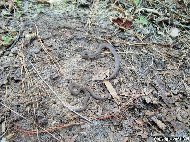 Rough Earthsnake (Virginia striatula)