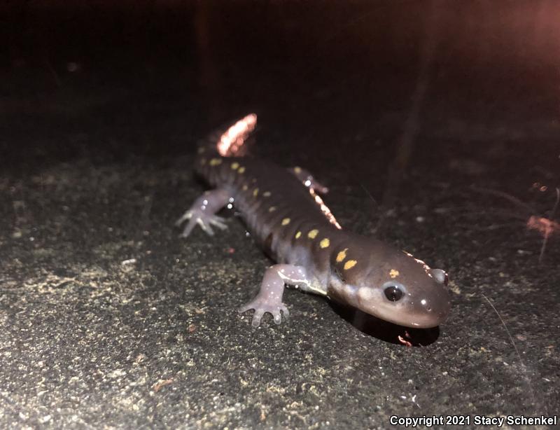 Spotted Salamander (Ambystoma maculatum)