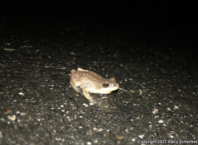 Upland Chorus Frog (Pseudacris feriarum)