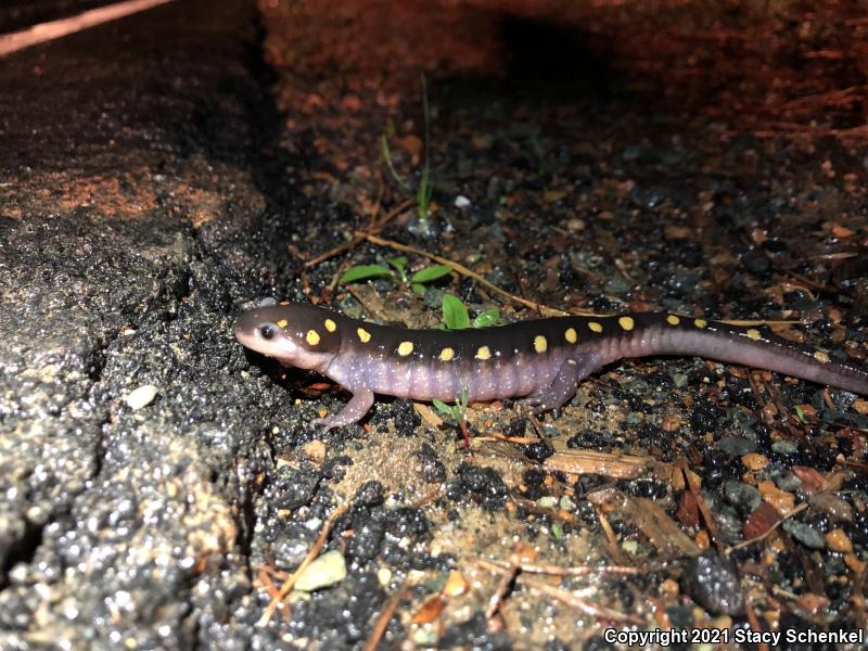 Spotted Salamander (Ambystoma maculatum)