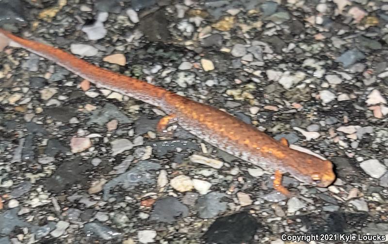 Four-toed Salamander (Hemidactylium scutatum)