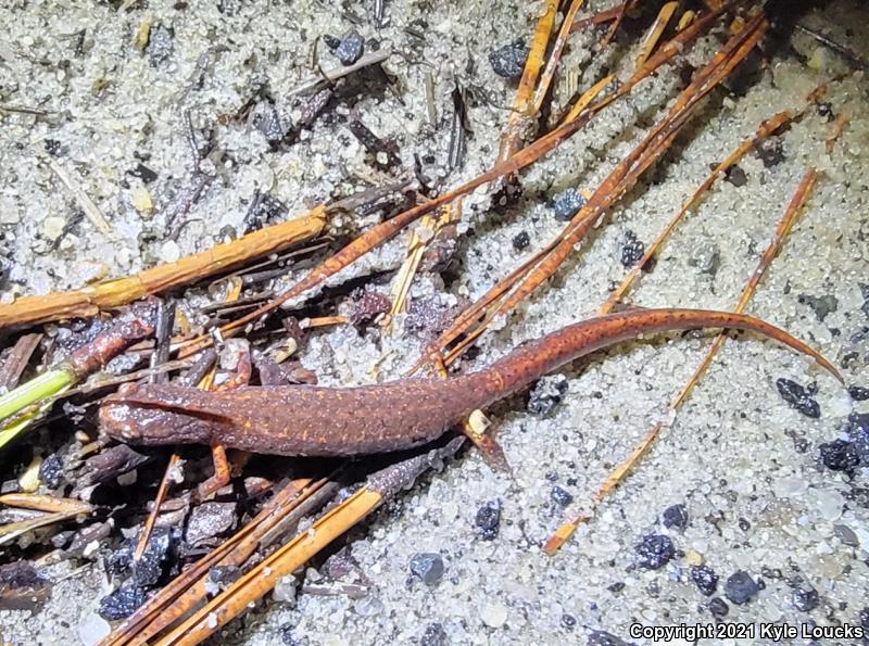 Four-toed Salamander (Hemidactylium scutatum)