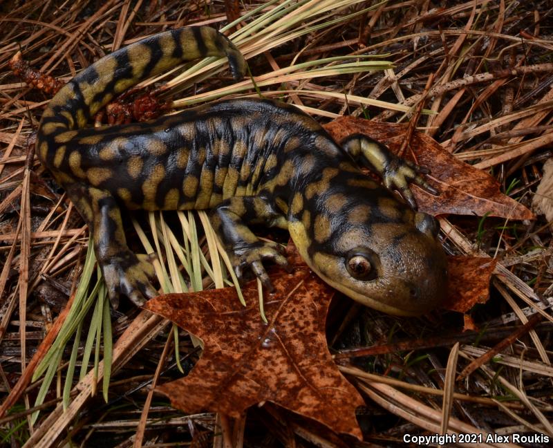 Eastern Tiger Salamander (Ambystoma tigrinum)