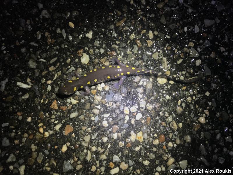 Spotted Salamander (Ambystoma maculatum)