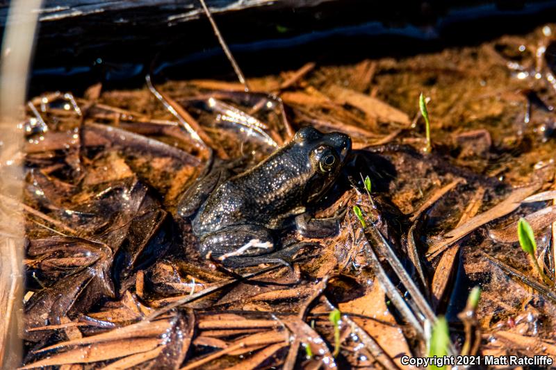 Carpenter Frog (Lithobates virgatipes)