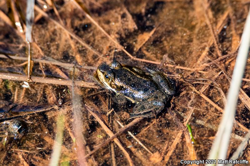 Carpenter Frog (Lithobates virgatipes)