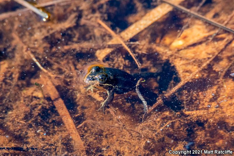 Carpenter Frog (Lithobates virgatipes)