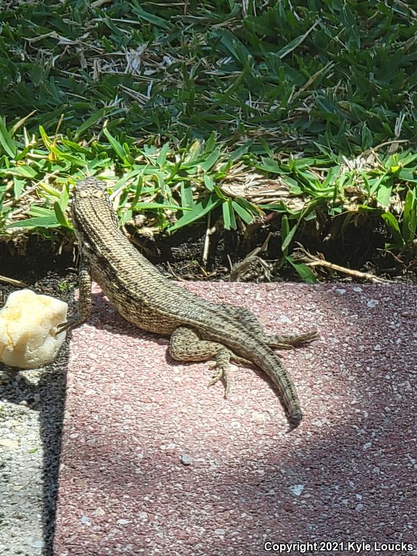 Northern Curly-tailed Lizard (Leiocephalus carinatus)