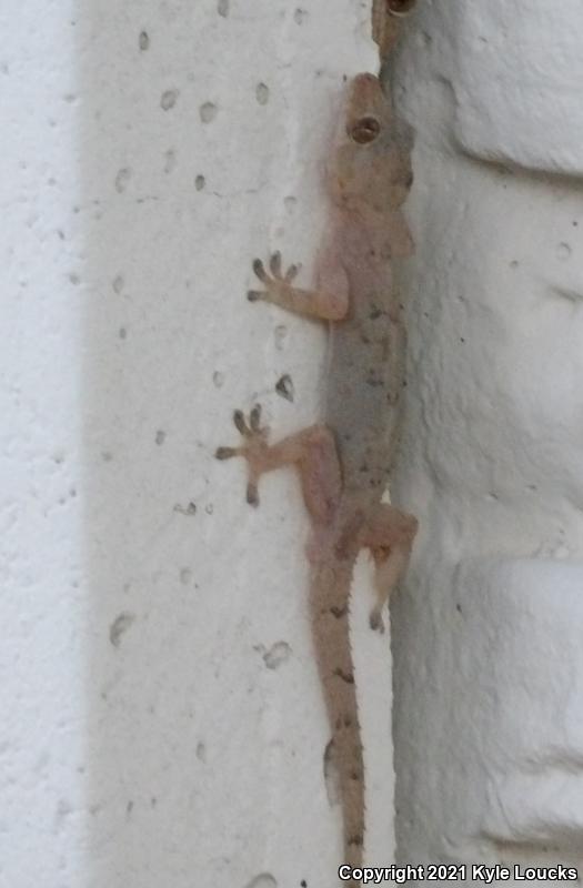 Wood Slave (Hemidactylus mabouia)