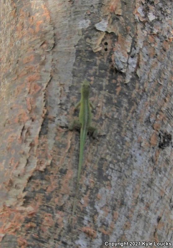 Hispaniolan Green Anole (Anolis chlorocyanus)