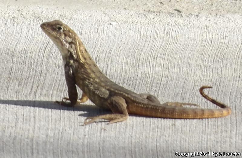 Northern Curly-tailed Lizard (Leiocephalus carinatus)