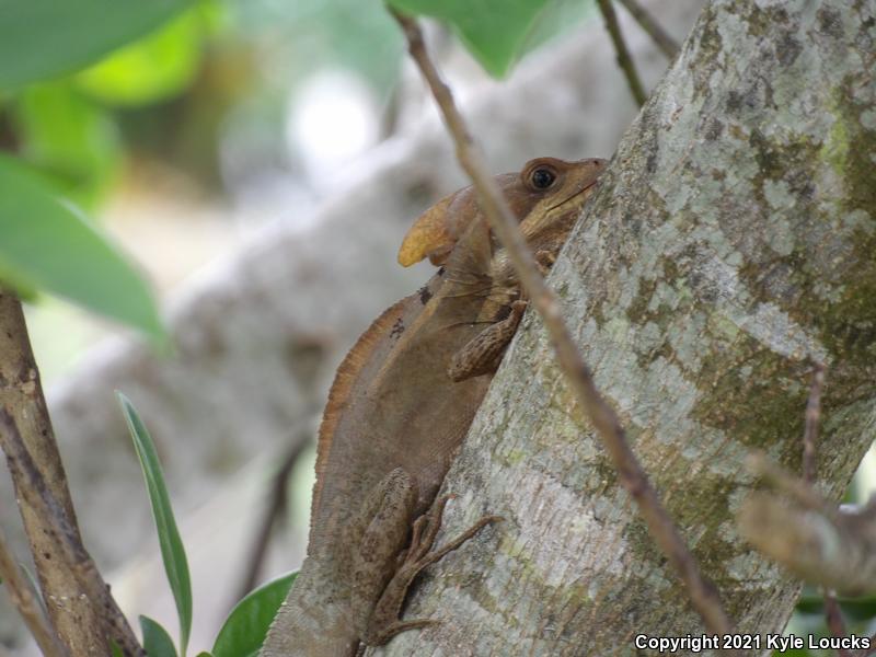 Brown Basilisk (Basiliscus vittatus)