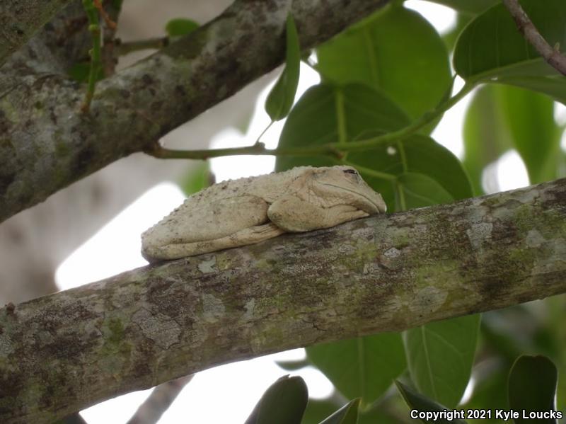 Cuban Treefrog (Osteopilus septentrionalis)