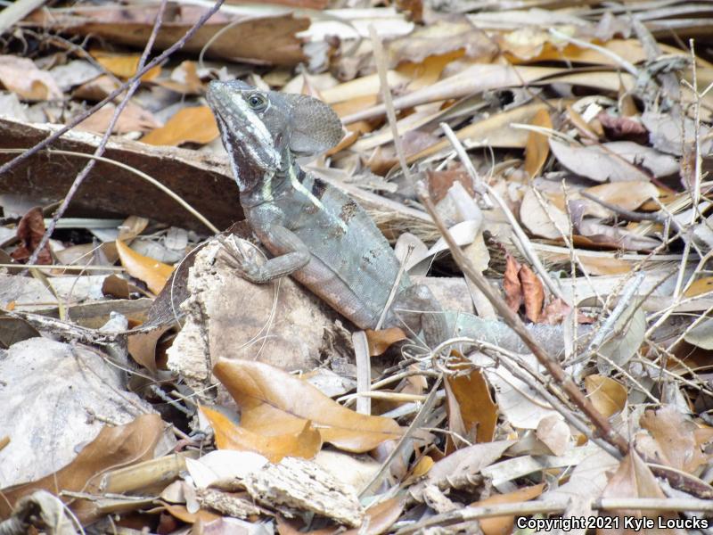 Brown Basilisk (Basiliscus vittatus)