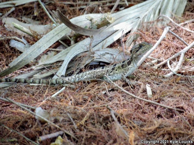 Brown Basilisk (Basiliscus vittatus)