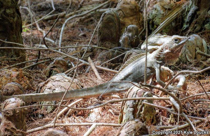 Brown Basilisk (Basiliscus vittatus)