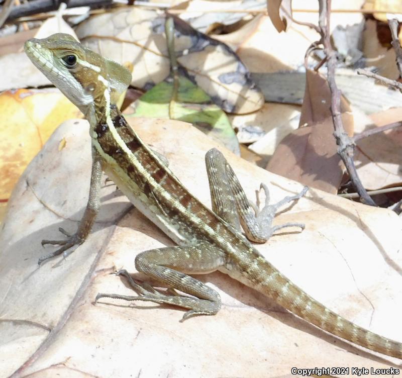 Brown Basilisk (Basiliscus vittatus)