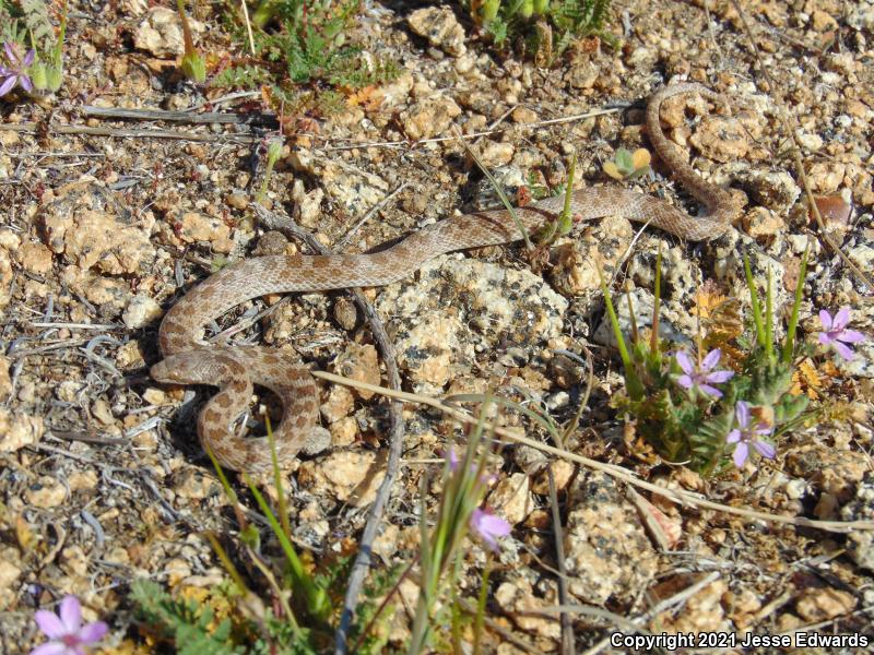 San Diego Nightsnake (Hypsiglena ochrorhyncha klauberi)