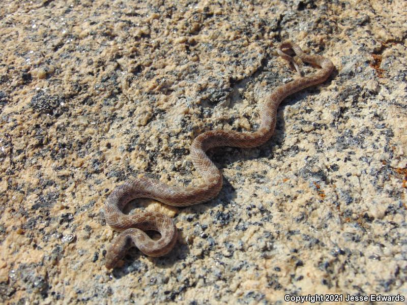 San Diego Nightsnake (Hypsiglena ochrorhyncha klauberi)