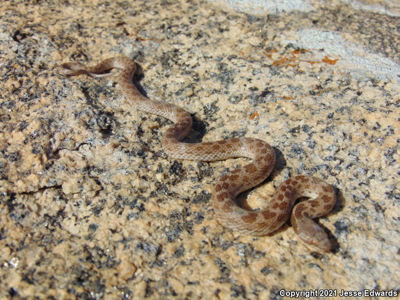 San Diego Nightsnake (Hypsiglena ochrorhyncha klauberi)