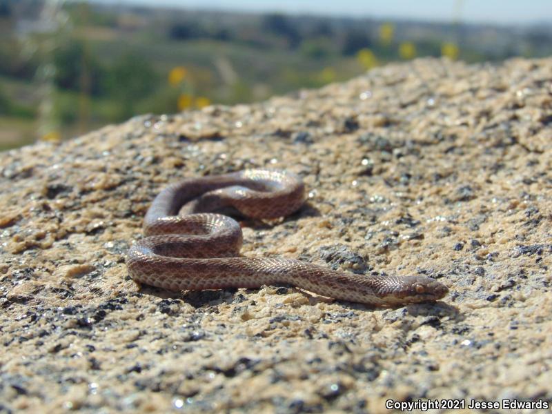 San Diego Nightsnake (Hypsiglena ochrorhyncha klauberi)