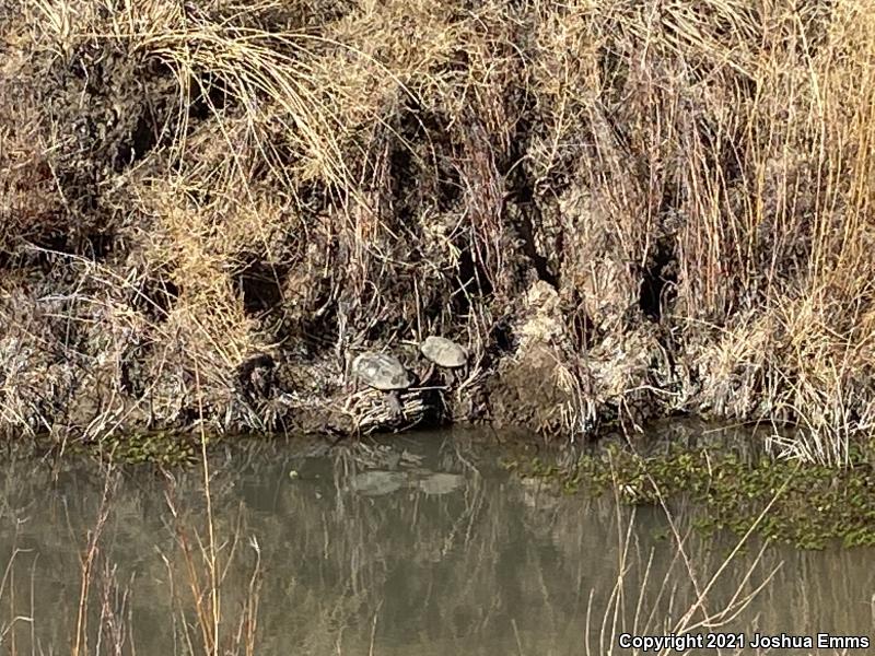 Big Bend Slider (Trachemys gaigeae gaigeae)