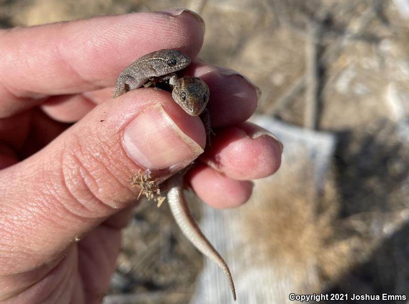 Desert Night Lizard (Xantusia vigilis vigilis)